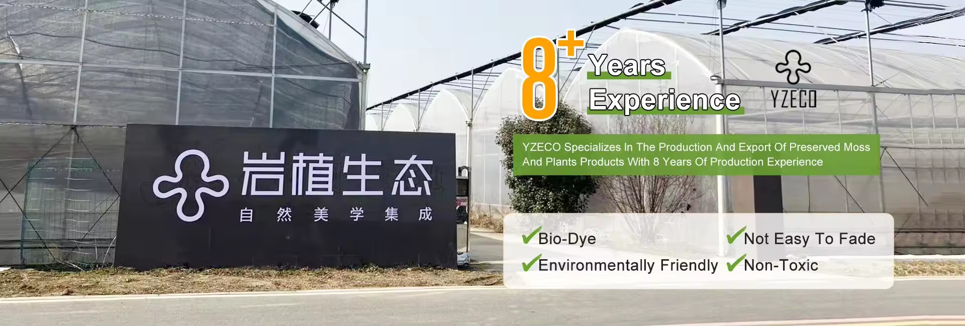 qualità Muschio naturale conservato fabbrica